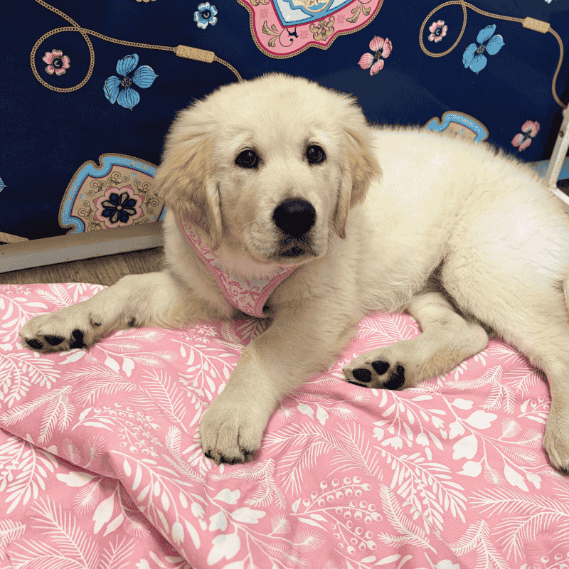 DOGUE Wildflower Pink Dog Blanket
