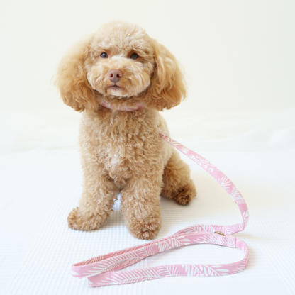 DOGUE Print Walkwear Set