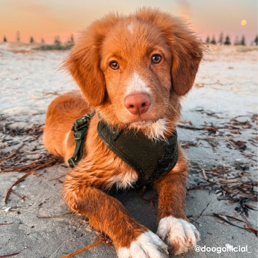 DOOG Neosport Soft Dog Harness - DOGUE