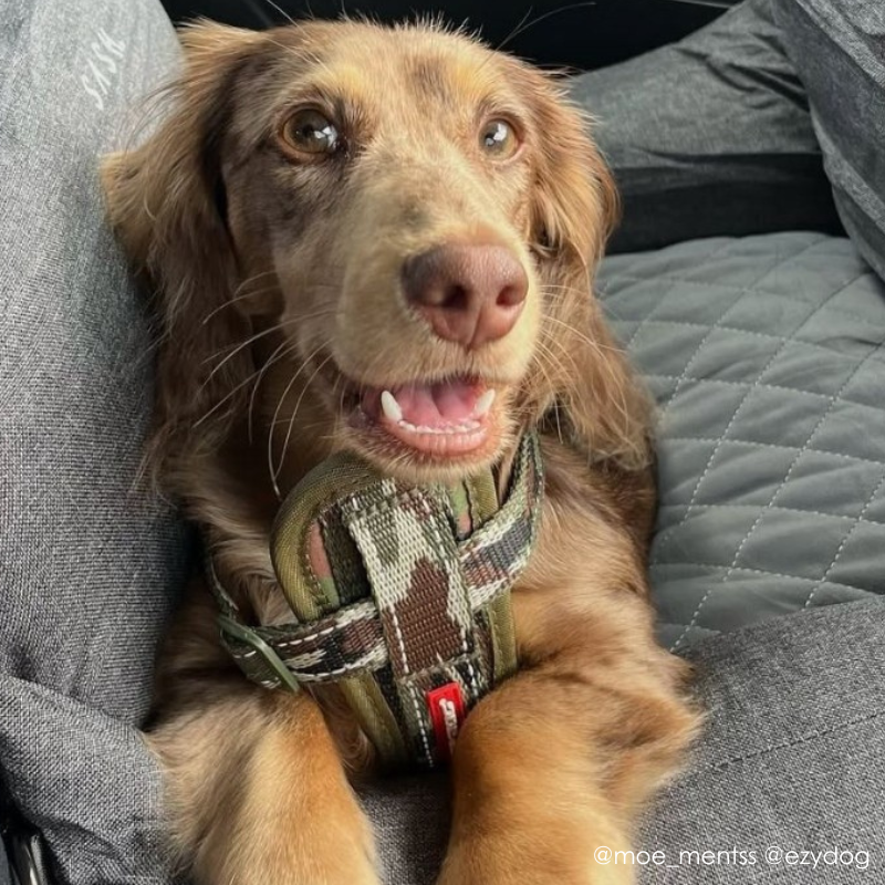 EzyDog Chest Plate Dog Harness