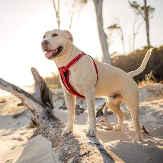 EzyDog Chest Plate Dog Harness