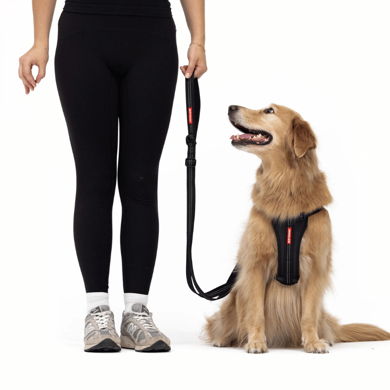 EzyDog Essential Adjustable Dog Lead