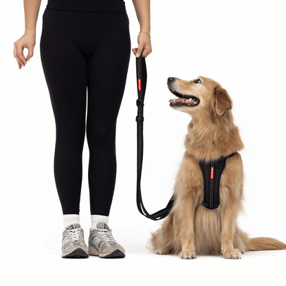 EzyDog Essential Adjustable Dog Lead