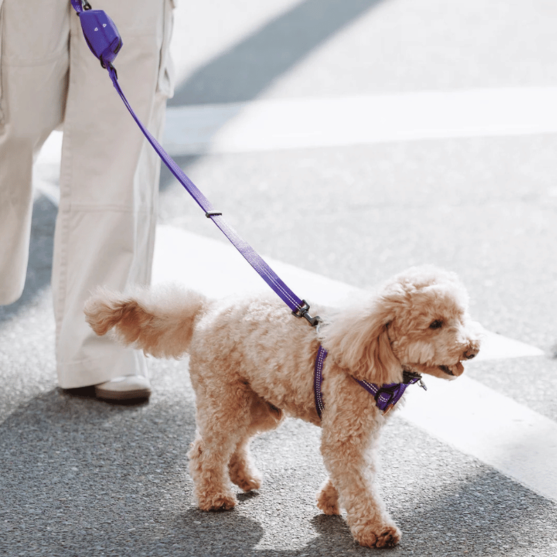 EzyDog Essential Adjustable Dog Lead