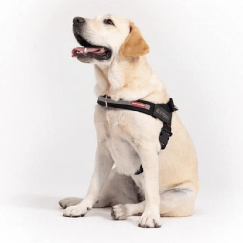 EzyDog Express Dog Harness