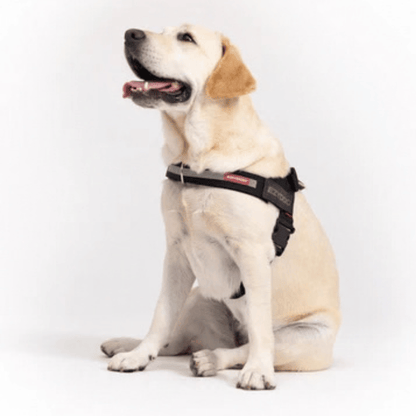 EzyDog Express Dog Harness