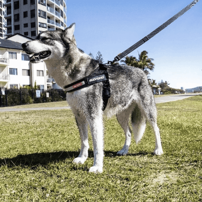 EzyDog Express Dog Harness