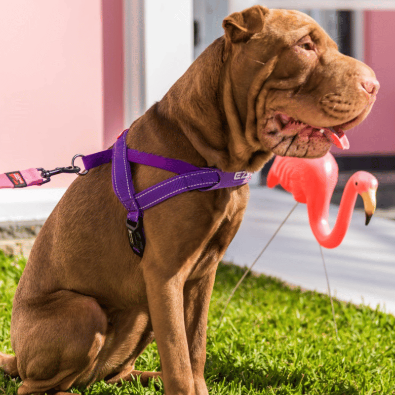 EzyDog Express Dog Harness