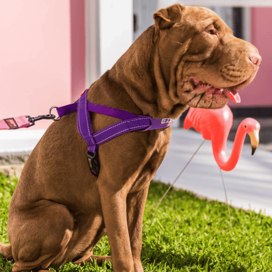 EzyDog Express Dog Harness