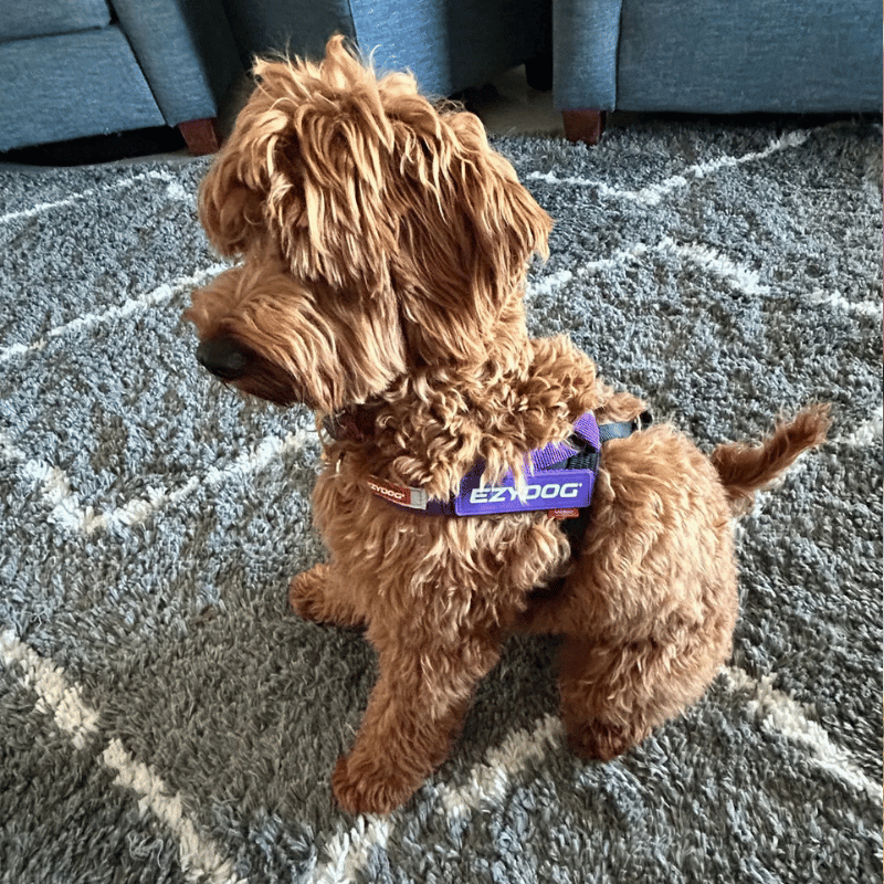 EzyDog Express Dog Harness