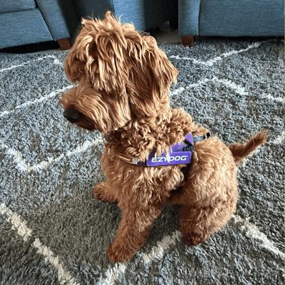 EzyDog Express Dog Harness