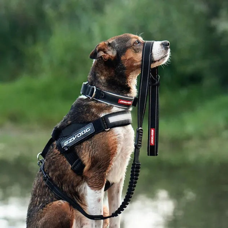 EZYDOG Express Dog Harness | Buy Online at DOGUE Australia