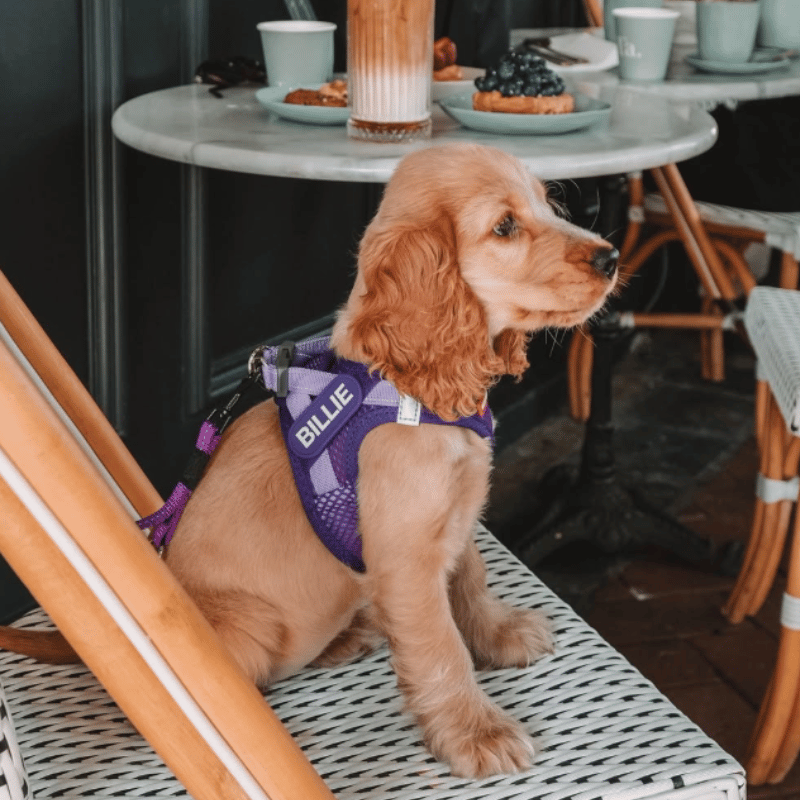 EzyDog FormFit Mesh Dog Harness