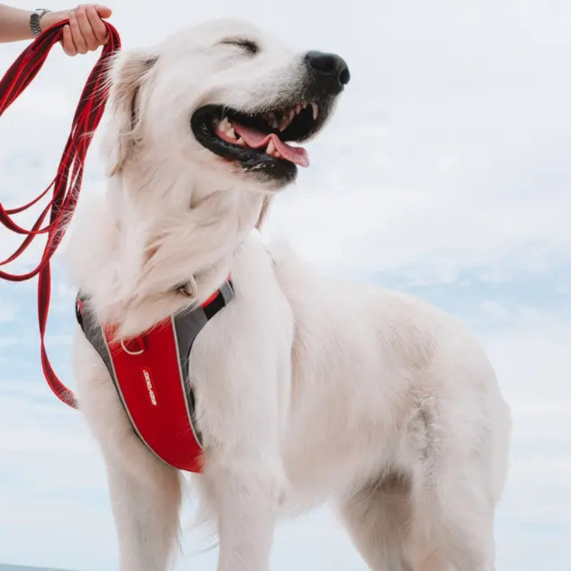 EzyDog X-Link Dog Harness | Buy Online at DOGUE Australia