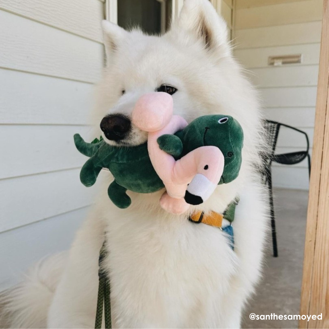 Fringe Studio Pool Time Rex Dog Toy - DOGUE