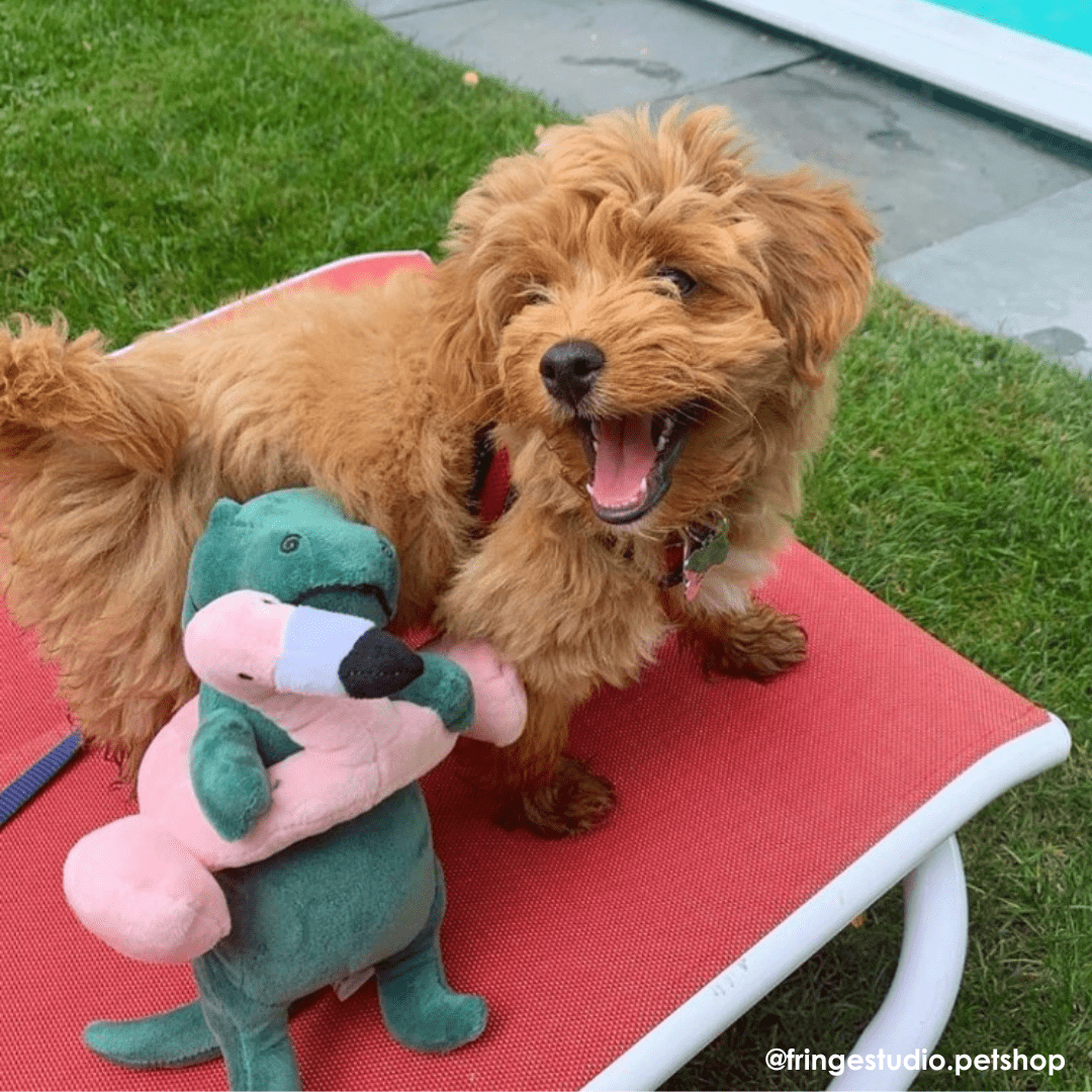 Fringe Studio Pool Time Rex Dog Toy - DOGUE