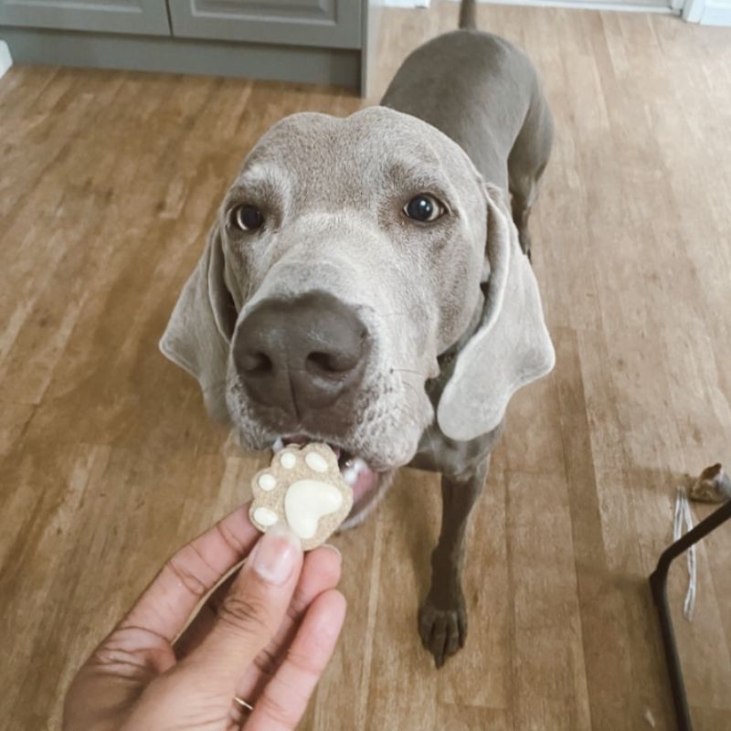 Golden BARKery Holiday Dog Treat 12-pack Dog Biscuits Box - DOGUE