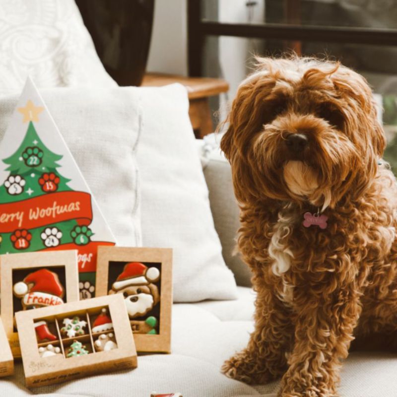 Golden BARKery Holiday Dog Treat 12-pack Dog Biscuits Box - DOGUE