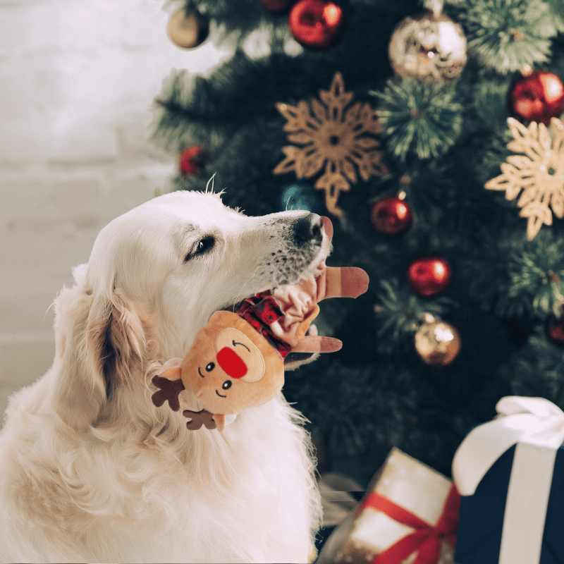 Holiday Plush Rudolph Dog Toy