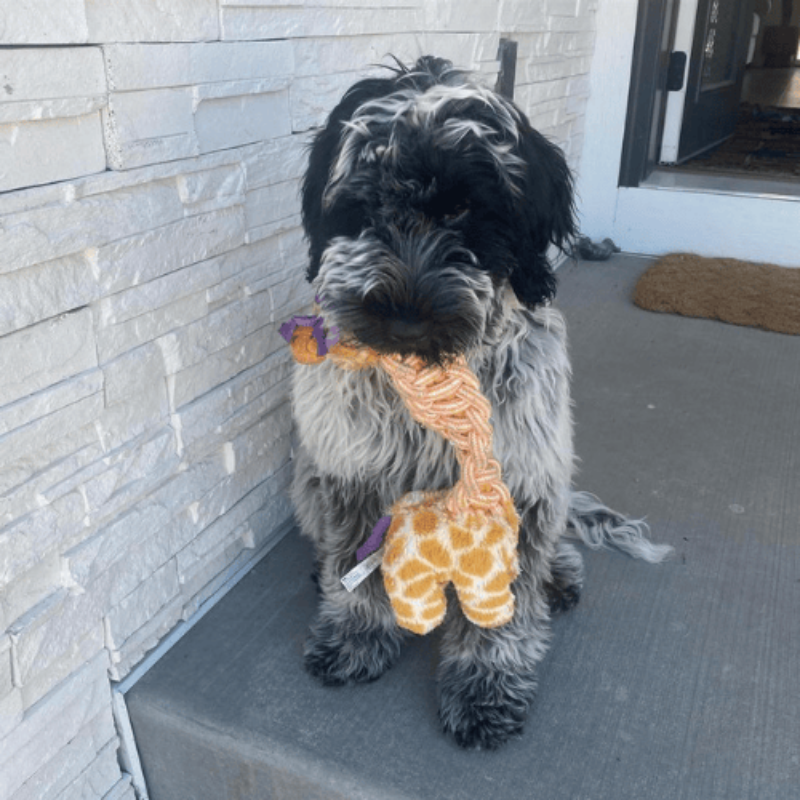 KONG Knots Twists Animal Dog Toy Assorted