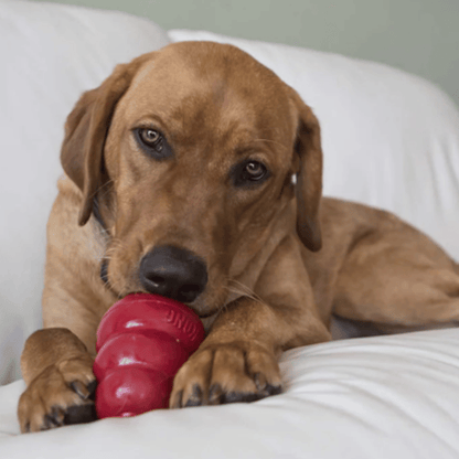 KONG Peanut Butter Dog Treat