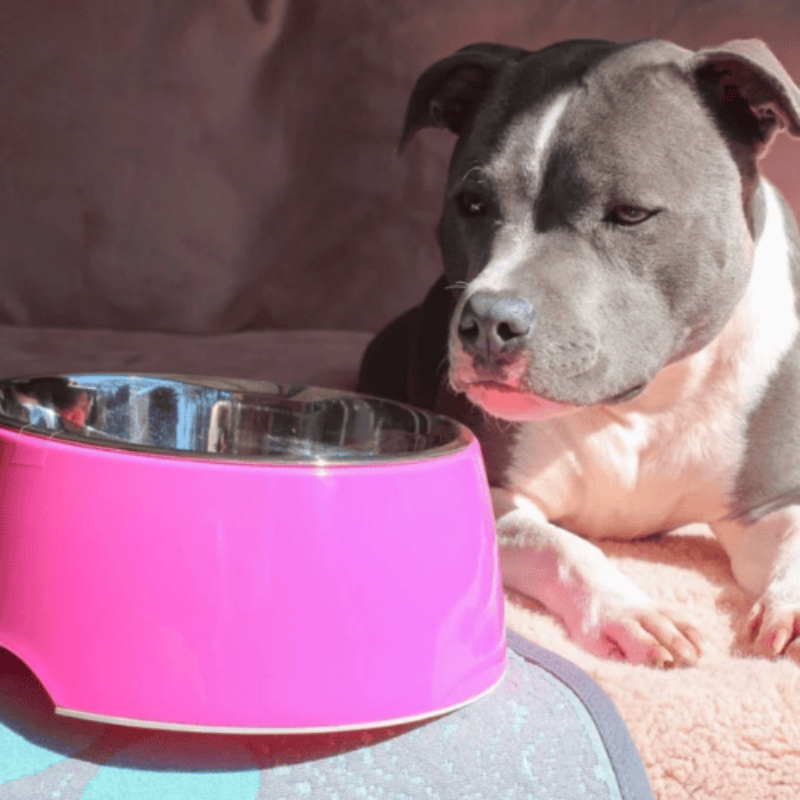 Loving Pets Retro Dog Bowl Hot Pink