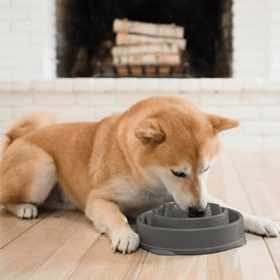 Outward Hound Slow Feeder Dog Bowl Grey