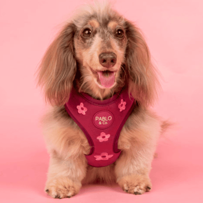 Pablo & Co Bloom Baby Bloom Velvet Dog Harness