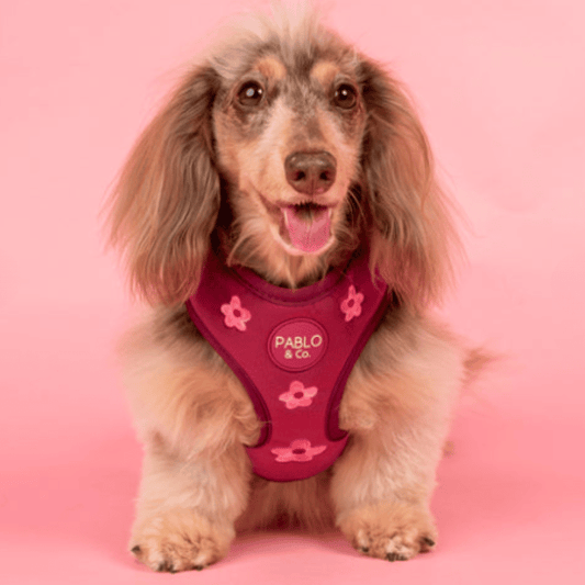 Pablo & Co Bloom Baby Bloom Velvet Dog Harness
