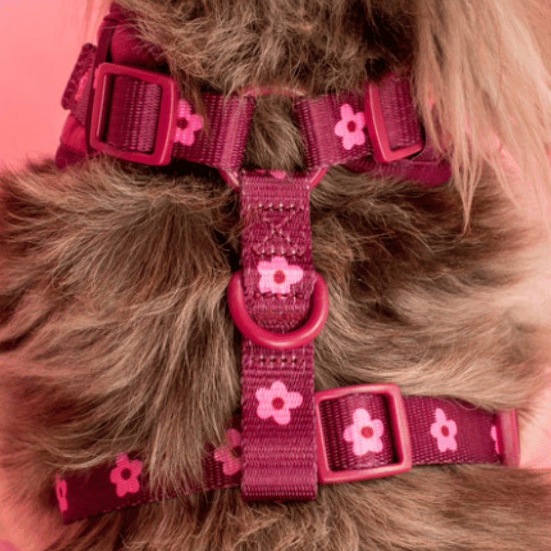 Pablo & Co Bloom Baby Bloom Velvet Dog Harness