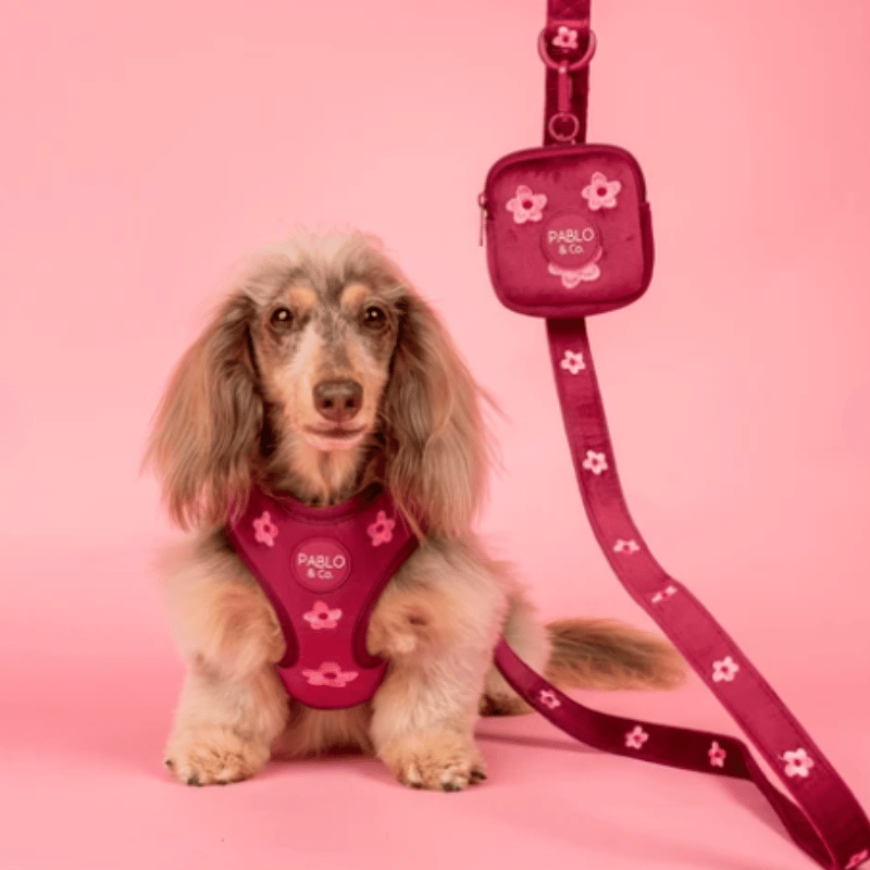 Pablo & Co Bloom Baby Bloom Velvet Dog Lead