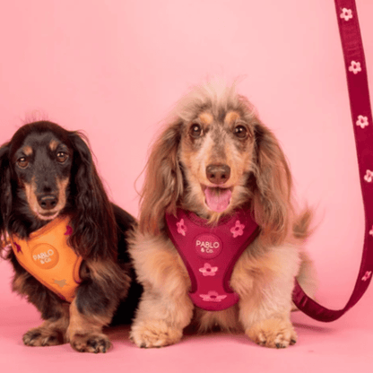 Pablo & Co Bloom Baby Bloom Velvet Dog Lead