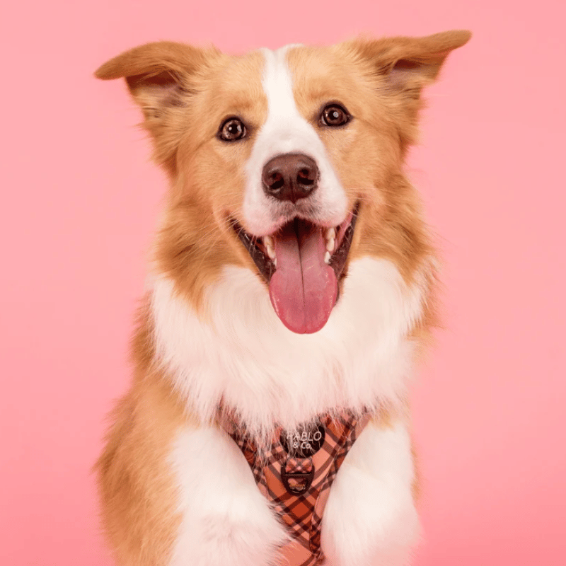 Pablo & Co Kensington Dog Harness