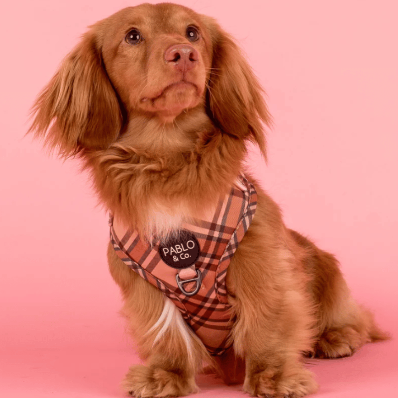 Pablo & Co Kensington Dog Harness