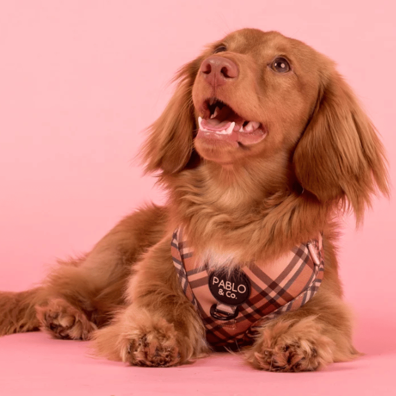 Pablo & Co Kensington Dog Harness