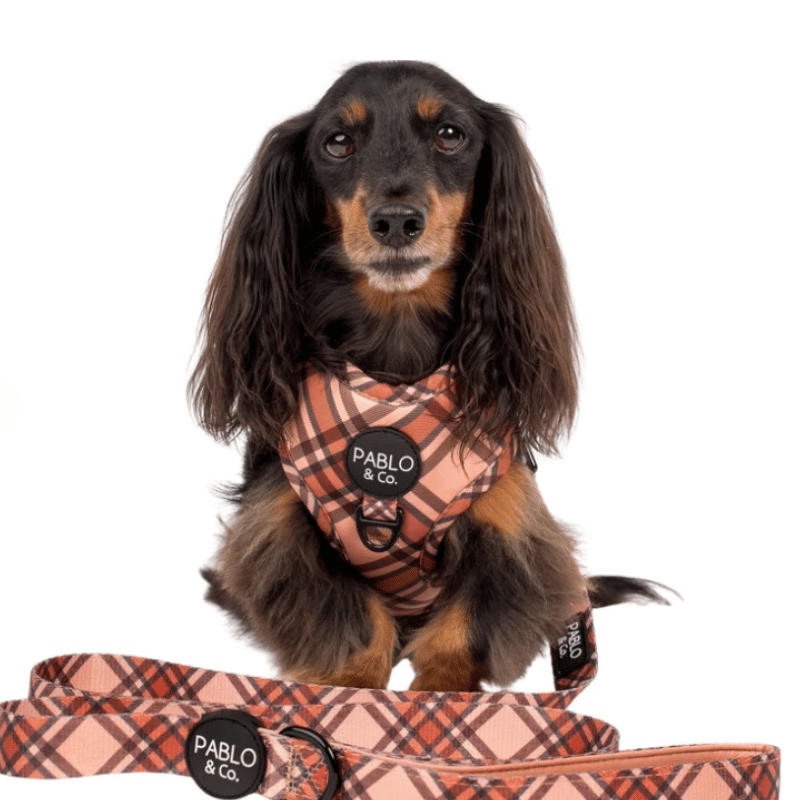 Pablo & Co Kensington Dog Lead