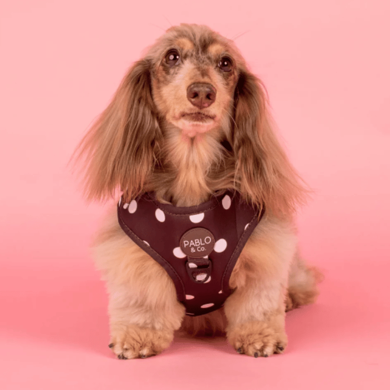Pablo & Co Polka Dot Dog Harness