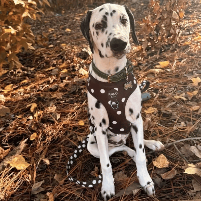 Pablo & Co Polka Dot Dog Harness