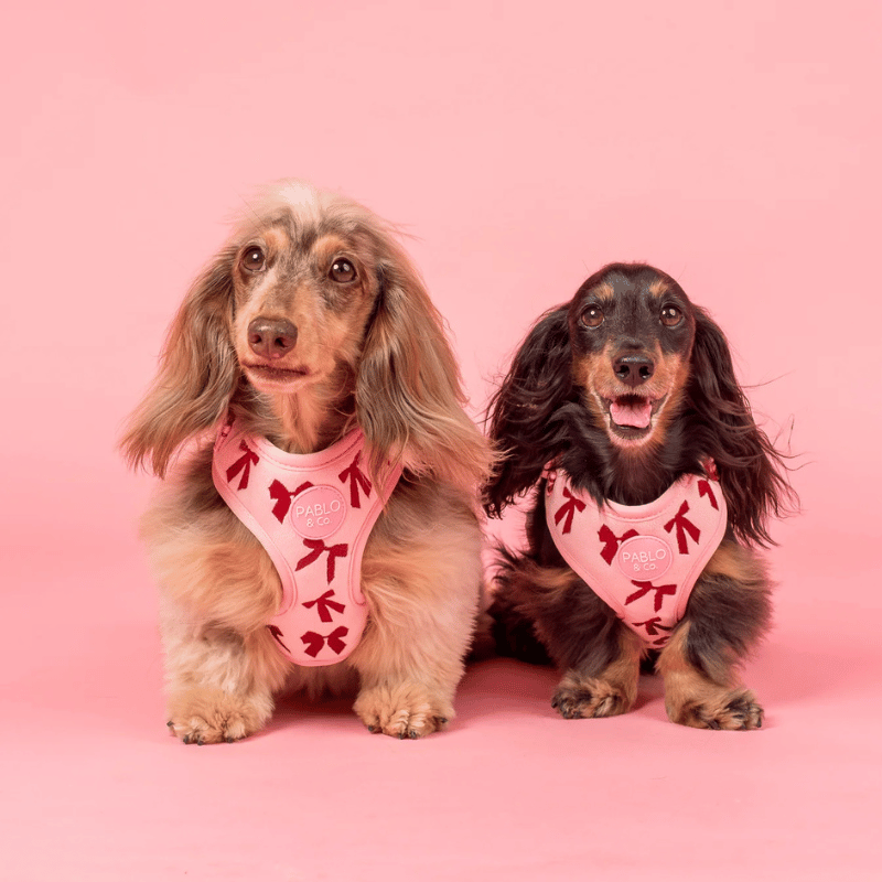 Pablo & Co Velvet Blush Bows Dog Harness