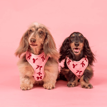 Pablo & Co Velvet Blush Bows Dog Harness