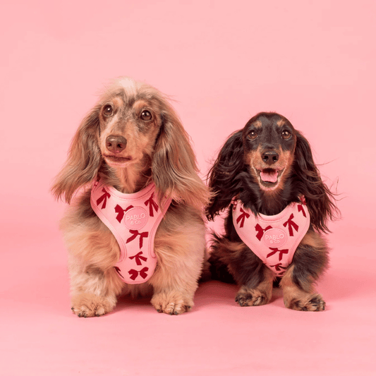 Pablo & Co Velvet Blush Bows Dog Harness