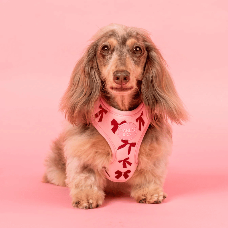 Pablo & Co Velvet Blush Bows Dog Harness