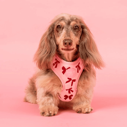 Pablo & Co Velvet Blush Bows Dog Harness