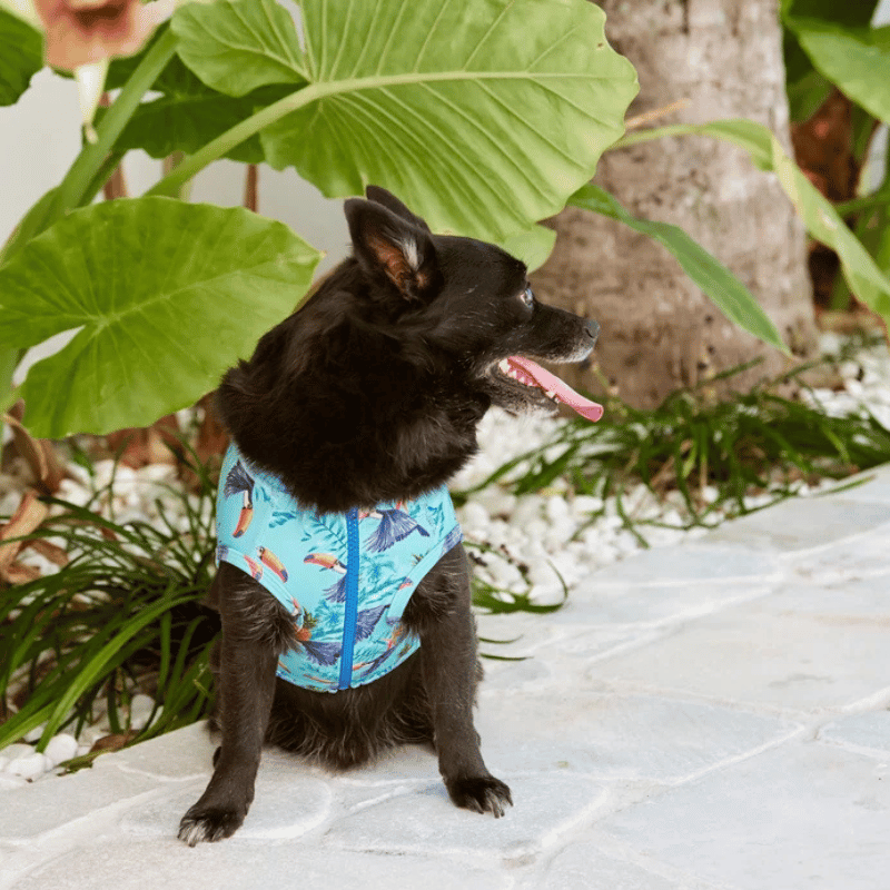 Sandy Snoots Malibu Toucan Dog Rashie