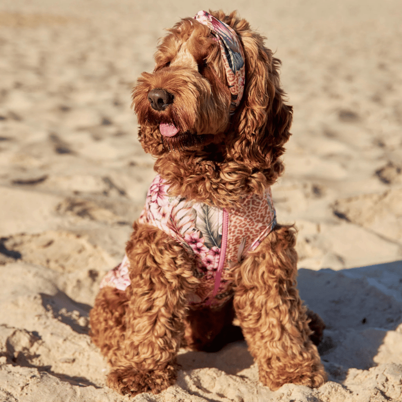 Sandy Snoots Wildflower Dog Rashie