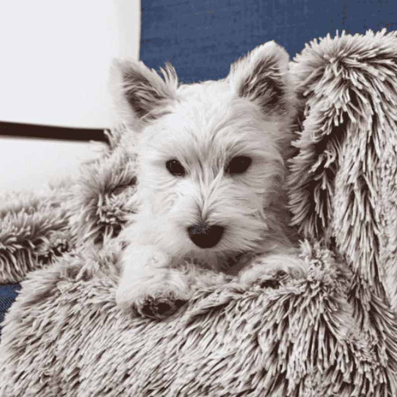 Snooza Calming Cuddler Dog Blanket Mink