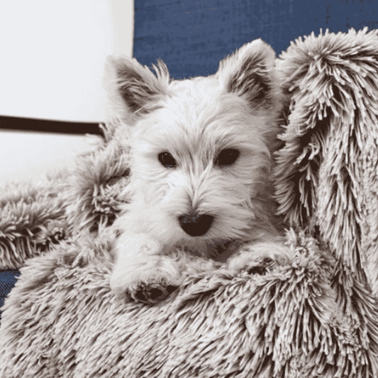 Snooza Calming Cuddler Dog Blanket Mink