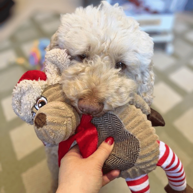 Winter Holiday Dog Toy