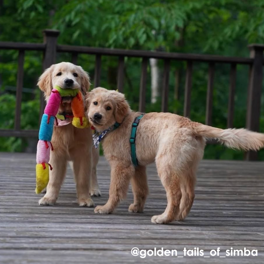 ZippyPaws Deluxe Caterpillar Dog Toy - DOGUE