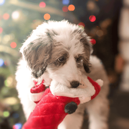 ZippyPaws Holiday Jigglerz Santa Dog Toy